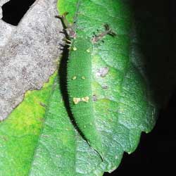 アカボシゴマダラ幼虫