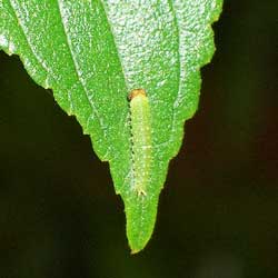アカボシゴマダラ幼虫