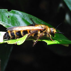 キンケハラナガツチバチ