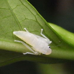 ツマグロオオヨコバイ幼虫