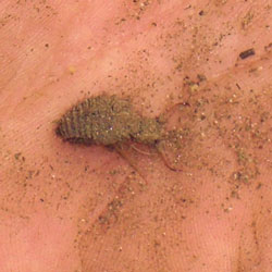 ウスバカゲロウ幼虫