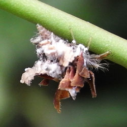 クサカゲロウの幼虫